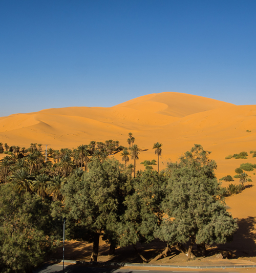 Great Camel Trekking In The Sahara Dunes
