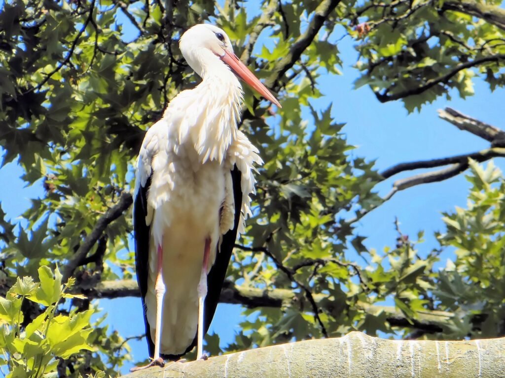 Luxury Morocco Birding Tour 14 Days | Western Palearctic & Endemic Species – photo 1