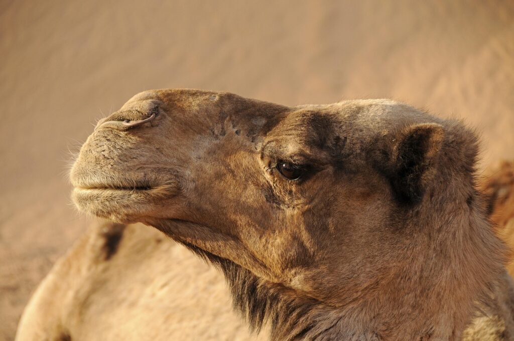 Private Morocco Photography Tour 9 Days | Golden Hour & Iconic Landscapes – photo 7